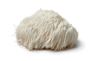 The Lion's Mane Mushroom