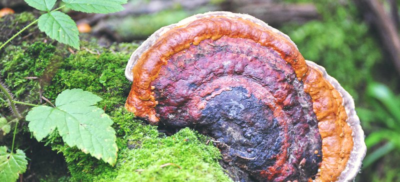 The Chaga Mushroom