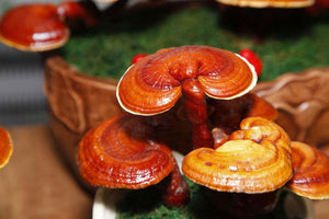 The Red Reishi Mushroom