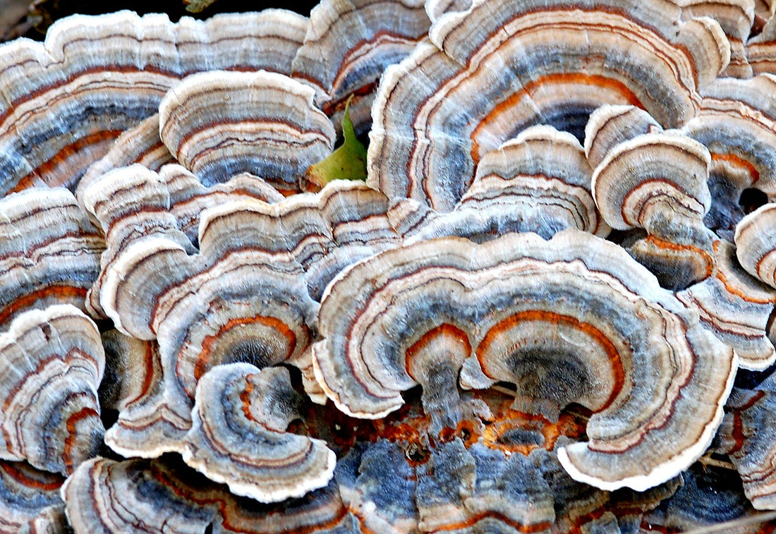 The Turkey Tail Mushroom